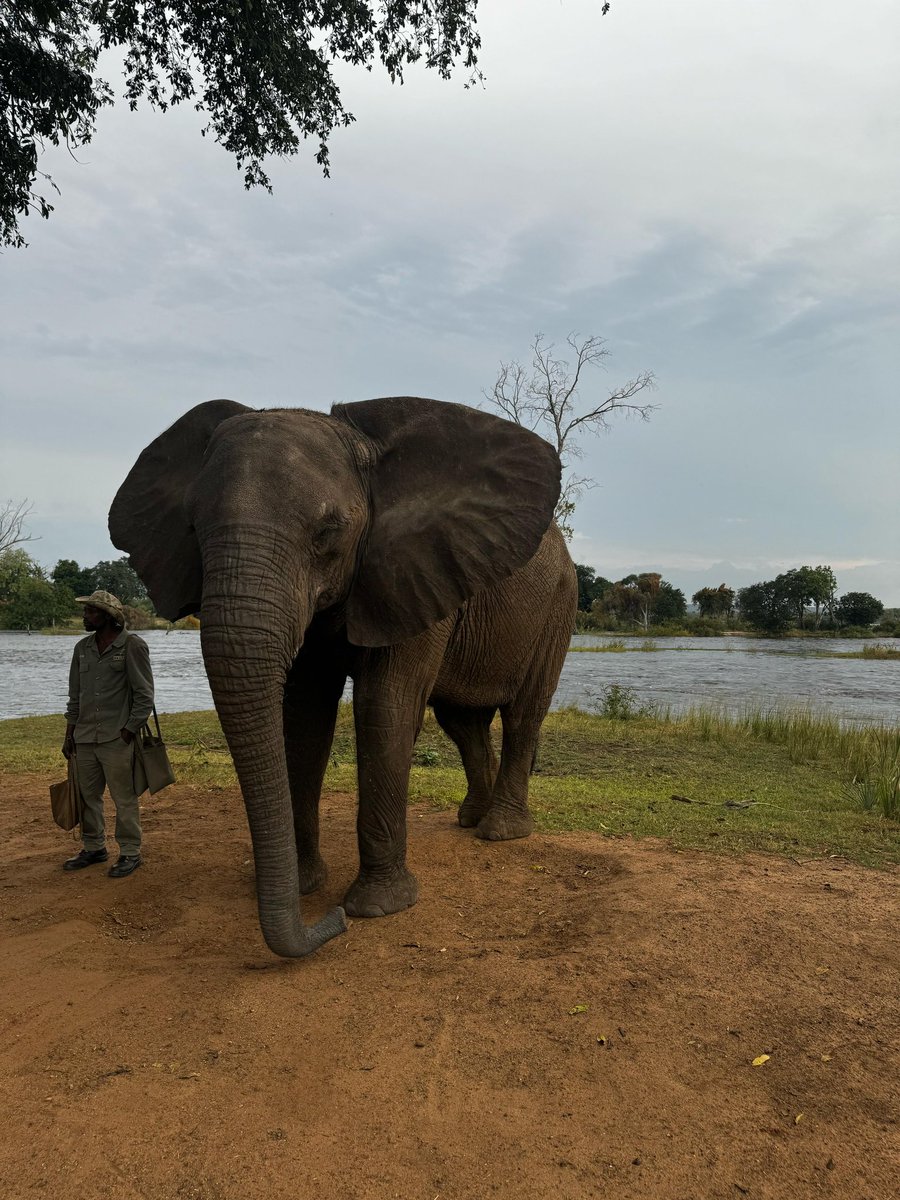 BSchweinsteiger's tweet photo. Meeting one of the Big Five 🐘 https://t.co/RjaNAUTeuO