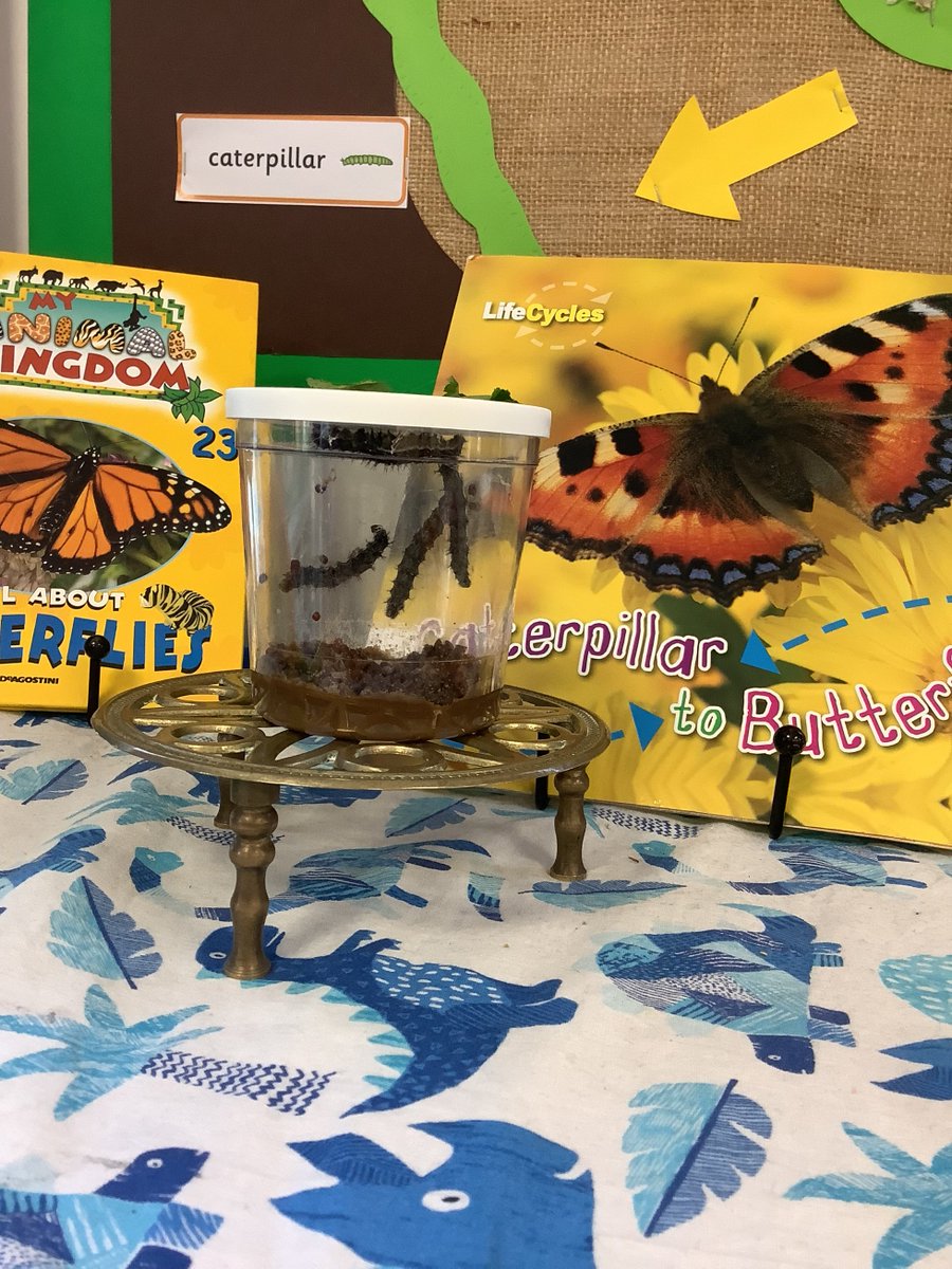 Featherbank Primary tweet media