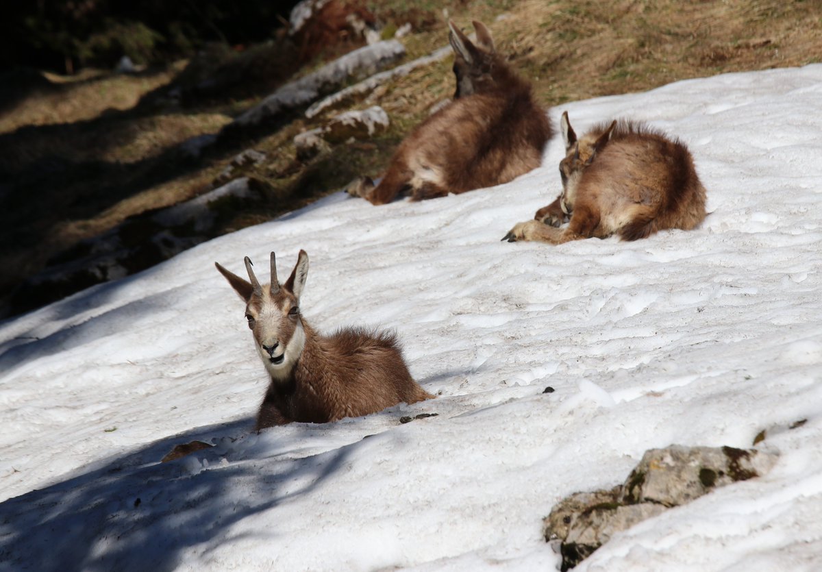 danivumalvier's tweet photo. Auch den #Gämsen war es heute unterhalb vom Kleinen #Mythen zu warm - #Nullgradgrenze auf 3200 m. Schon am Vormittag lagen sie im Schnee. https://t.co/Mc3ML3bsRI