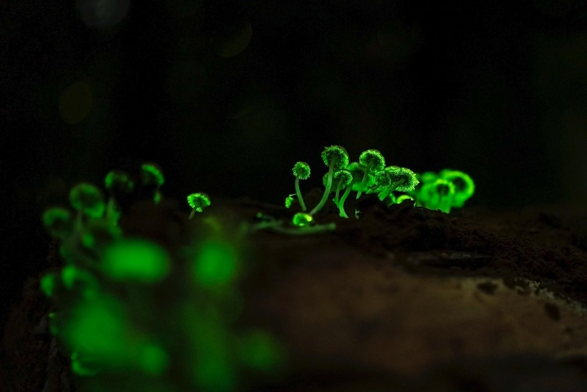 Supriya Sahu IAS (@supriyasahuias) on Twitter photo Nature’s real life Pandora in the heart of the Anamalai Tiger Reserve ! Bioluminescent fungi glow softly on the forest floor that feels straight out of movie Avatar 🙂 Brilliant capture by <a href="/dhanu_paran/">Dhanu Paran</a>
#Bioluminescence #HiddenWonders Nature’s real life Pandora in the heart of the Anamalai Tiger Reserve ! Bioluminescent fungi glow softly on the forest floor that feels straight out of movie Avatar 🙂 Brilliant capture by <a href="/dhanu_paran/">Dhanu Paran</a>
#Bioluminescence #HiddenWonders