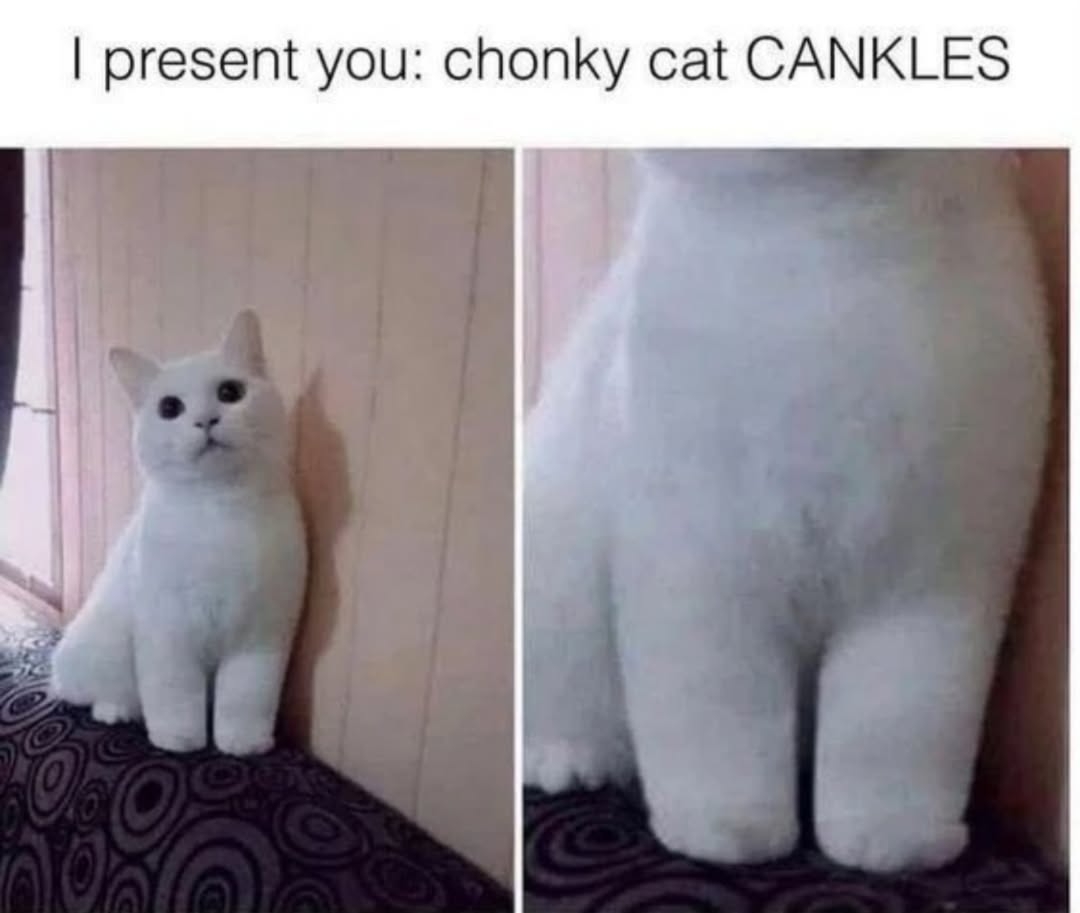 contents that ll heal your depression 🌻 (@catshealdeprsn) on Twitter photo 