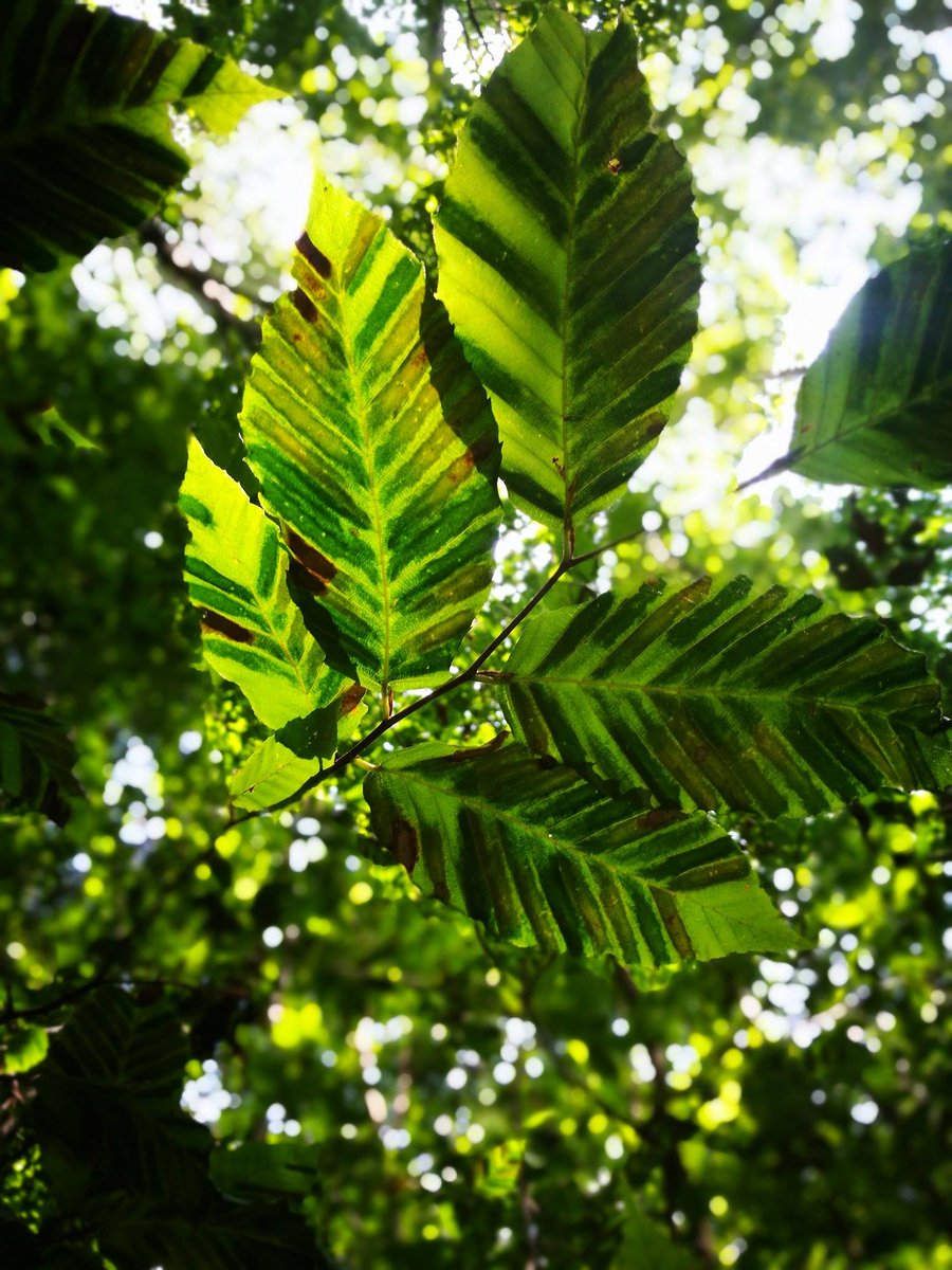ISDPPodcast's tweet image. Check out this weeks episode:
sites.libsyn.com/416264/s4e18-b…
Dr. Carrie Fearer of @vt_cnre and I discuss beech leaf disease (BLD).
@ncipmc @CropNetwork @CFAES_OSU @Young_Nemas @MSUExtension @psuextension @UConnExtension @NematodeGuy @UCDavisEntomolo @NemAfrica @PlantPathISU…