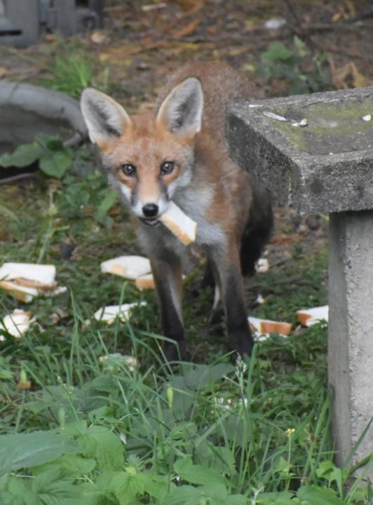 Art of the Day: "Fox snacking on a sandwich". Buy at: ArtPal.com/paul9?i=253592…