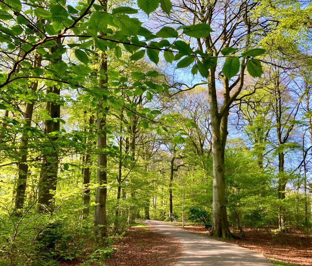 cloudymamma's tweet photo. Inverness 23°C 

and cooler walk in the shade of the explosion of green in Nature’s Beech tree cathedral 🌳 🌞  🐾 👣 

#LoveUkWeather #lastdayofApril #Scotland https://t.co/kjXZahz2mm