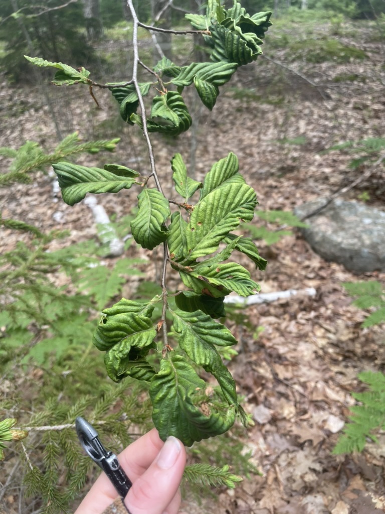 I See Dead Plants Podcast (@isdppodcast) on Twitter photo Check out this weeks episode:
sites.libsyn.com/416264/s4e18-b…
Dr. Carrie Fearer of <a href="/vt_cnre/">Virginia Tech CNRE</a> and I discuss beech leaf disease (BLD).
<a href="/ncipmc/">North Central IPM Center</a> <a href="/CropNetwork/">Crop Protection Network</a> <a href="/CFAES_OSU/">Ohio State - CFAES</a> <a href="/Young_Nemas/">YNN ~ Young Nematologists Network</a> <a href="/MSUExtension/">MSU Extension</a> <a href="/psuextension/">Penn State Extension</a> <a href="/UConnExtension/">UConn Extension</a> <a href="/NematodeGuy/">Billy Crow</a> <a href="/UCDavisEntomolo/">UC Davis Entomology and Nematology</a> <a href="/NemAfrica/">NemAfrica</a> <a href="/PlantPathISU/">ISU Plant Pathology</a> Check out this weeks episode:
sites.libsyn.com/416264/s4e18-b…
Dr. Carrie Fearer of <a href="/vt_cnre/">Virginia Tech CNRE</a> and I discuss beech leaf disease (BLD).
<a href="/ncipmc/">North Central IPM Center</a> <a href="/CropNetwork/">Crop Protection Network</a> <a href="/CFAES_OSU/">Ohio State - CFAES</a> <a href="/Young_Nemas/">YNN ~ Young Nematologists Network</a> <a href="/MSUExtension/">MSU Extension</a> <a href="/psuextension/">Penn State Extension</a> <a href="/UConnExtension/">UConn Extension</a> <a href="/NematodeGuy/">Billy Crow</a> <a href="/UCDavisEntomolo/">UC Davis Entomology and Nematology</a> <a href="/NemAfrica/">NemAfrica</a> <a href="/PlantPathISU/">ISU Plant Pathology</a>