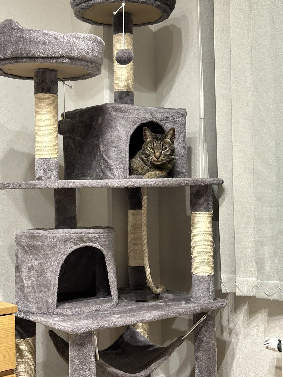 旦那が猫に「なんだその生意気な態度！」と話しかけてたから、顔上げて見たらこれ