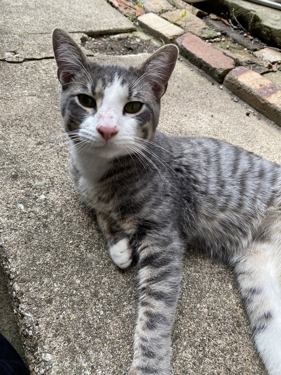 Did somebody lose a cat in Hyde Park, Chicago? This little guy wandered into my backyard. Sweetest, friendliest stray cat I’ve ever met. Even asks for belly rubs. He belongs to someone and I’d like to see him returned.