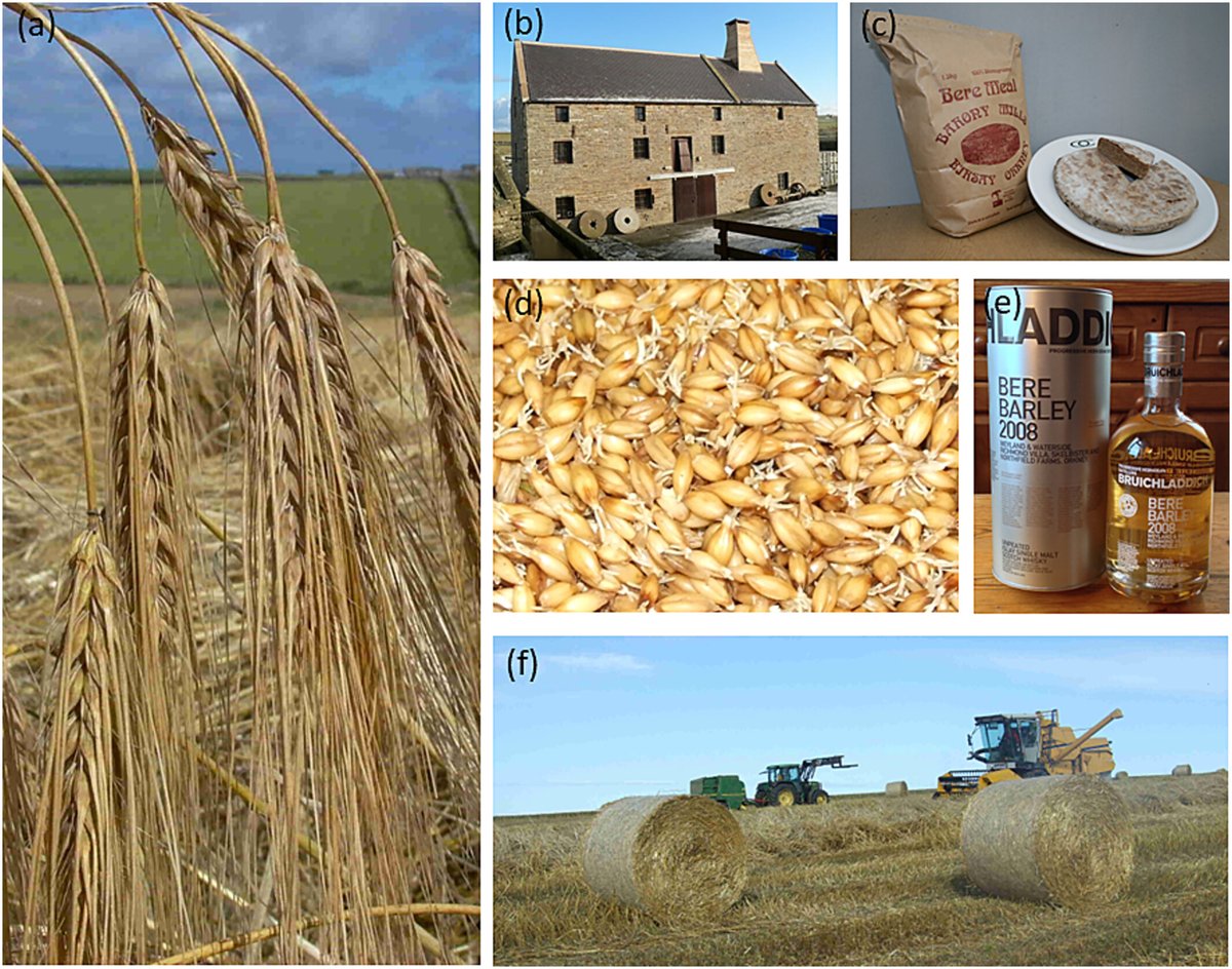 Plants People Planet ๐ฑ๐ฅ๐ (@plantspplplanet) on Twitter photo Back to the future: Using ancient Bere #barley landraces for a sustainable future
#Review by Peter Martin, et al.
๐ nph.onlinelibrary.wiley.com/doi/10.1002/ppโฆ
#LatestIssue <a href="/wileyfoodsci/">Wiley Food Science</a> <a href="/wileyplantsci/">Wiley Plant Science</a> Back to the future: Using ancient Bere #barley landraces for a sustainable future
#Review by Peter Martin, et al.
๐ nph.onlinelibrary.wiley.com/doi/10.1002/ppโฆ
#LatestIssue <a href="/wileyfoodsci/">Wiley Food Science</a> <a href="/wileyplantsci/">Wiley Plant Science</a>