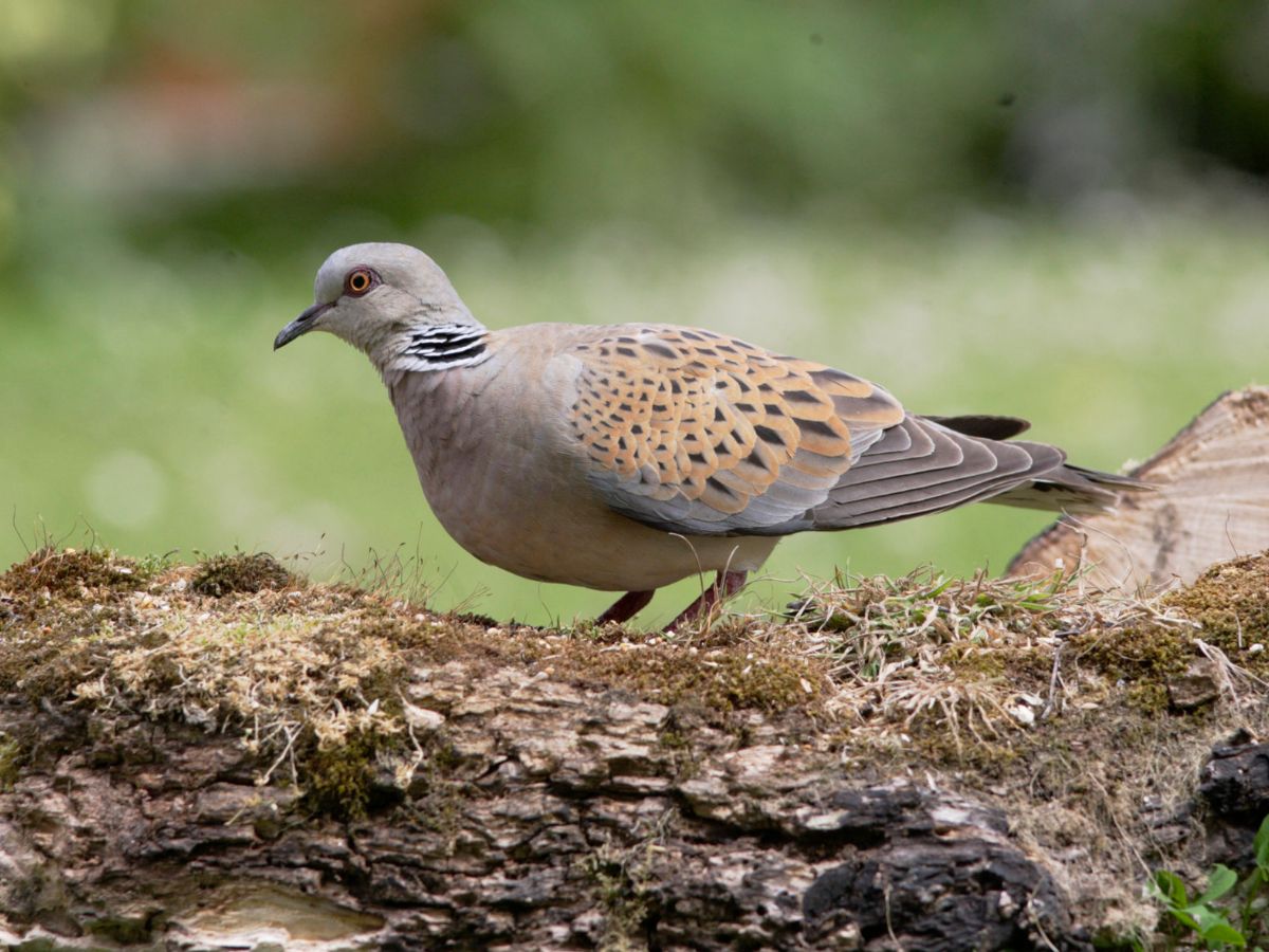 Norfolk Birding April &amp; May Tour Availability - mailchi.mp/norfolkbirding…