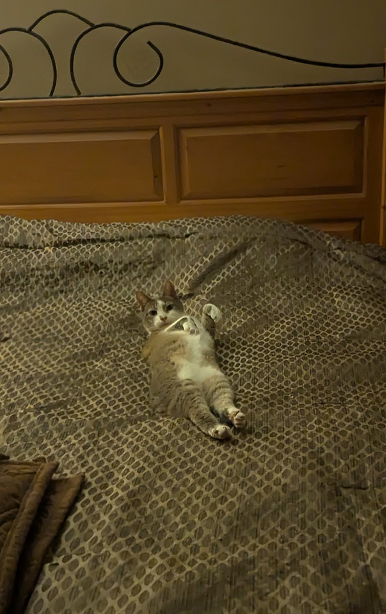 Find a woman who waits for you in bed like Bob waits for me.