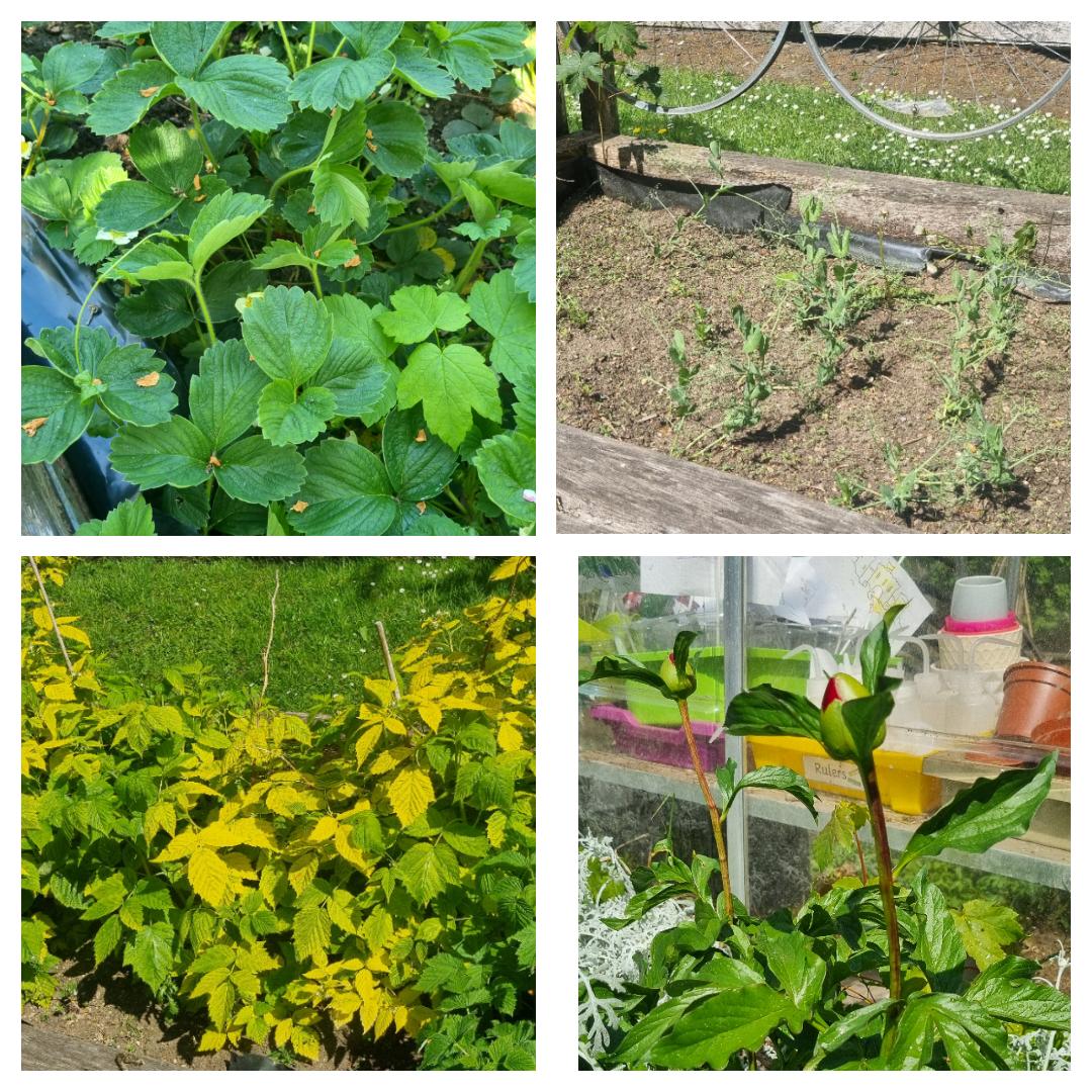 The warmer weather has made our garden bloom! Our Reception children gave the strawberry and raspberry plants some water as well as the sensory garden. Year 5 have planted some pea seeds, and you can see some shoots already 😃. #schoolgarden #ediblegarden  #treesforcities