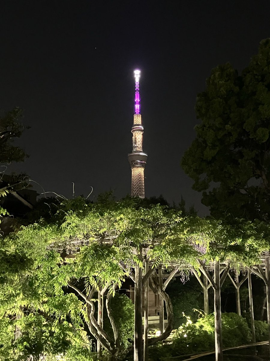 kinunbenza's tweet photo. 亀戸天神の藤まつり
最終日の夜に行って参りました。
藤はけっこう散ってしまっていたけど、
行って良かったです。

#亀戸天神
#藤まつり
#スカイツリー
#ふじ https://t.co/UsObVqUJkS