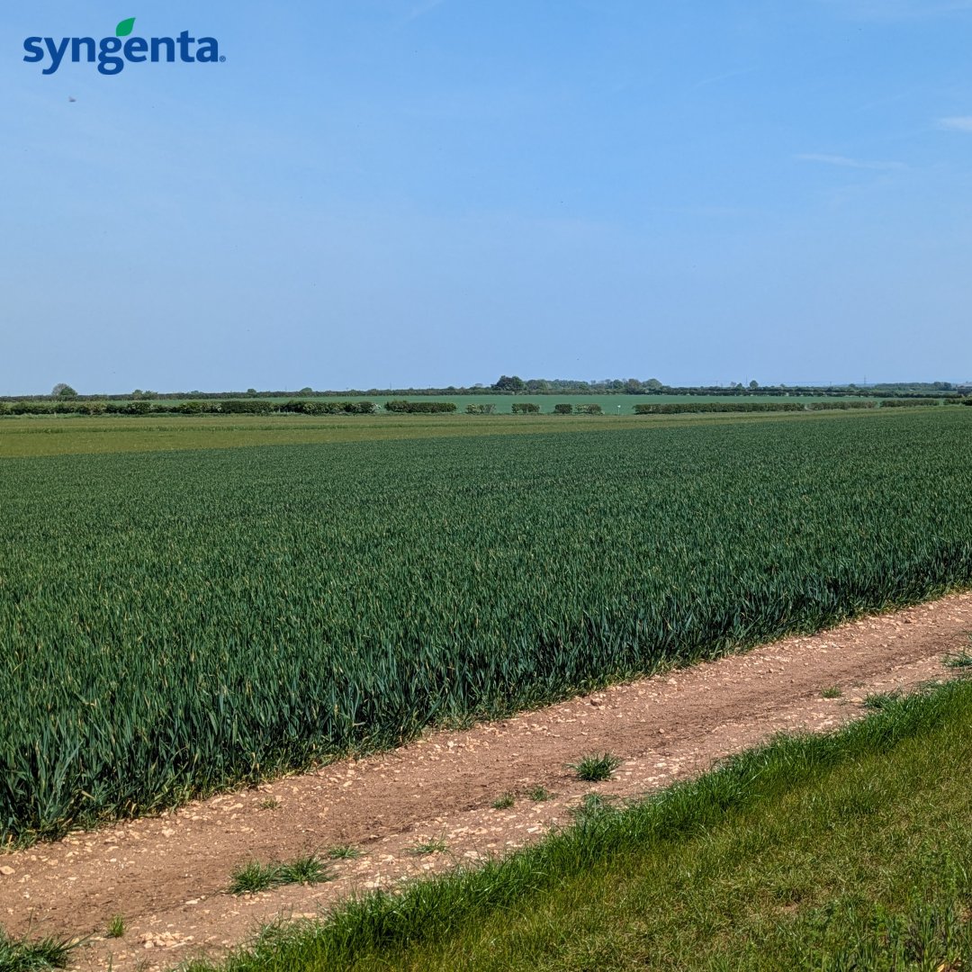 Sneak peek from our very sunny Cereals crop plot visit yesterday!🌾☀️

Our variety plots are thriving and we're counting down to the next big event soon. Who's excited to see them in person?

Image: SY CHEER

#CerealsEvent2025 #SyngentaSeeds #CropProtection
