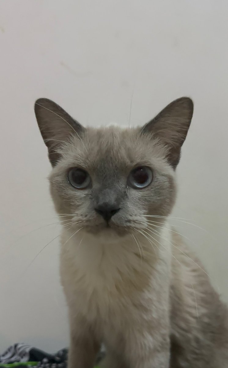 nicekiddos's tweet photo. @jjjjhhvvttt kaaak mau sm kucing ku nggak? lg birahi juga, dom jaktim tapi https://t.co/bUKl0cac1X