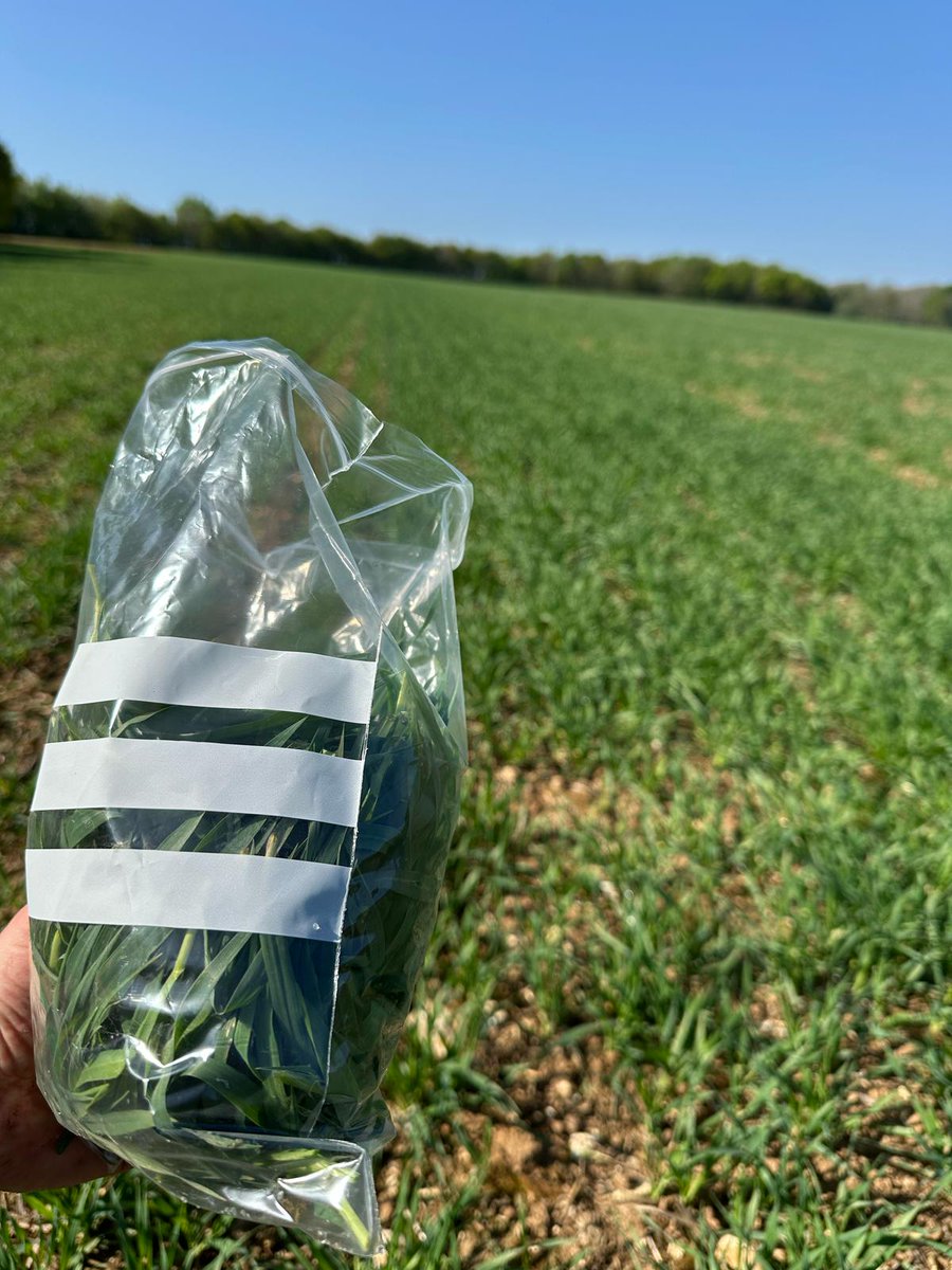 Origin Soil Nutrition (@originfert) on Twitter photo Its a great day to enjoy the South West sunshine getting some tissue samples from Laurrette spring barley so that we can check the nutrient getting into the crop. Sending it your way <a href="/Lancrop/">Lancrop Laboratories</a> Its a great day to enjoy the South West sunshine getting some tissue samples from Laurrette spring barley so that we can check the nutrient getting into the crop. Sending it your way <a href="/Lancrop/">Lancrop Laboratories</a>