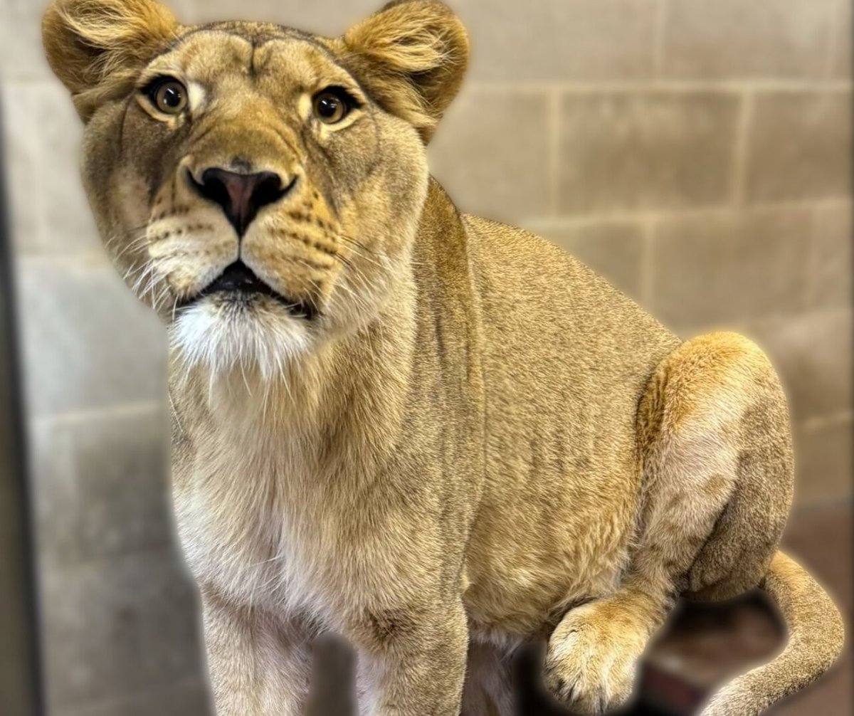 Anga likes to sit on the benches in the lion den like a person would - with just her booty on the bench 😂