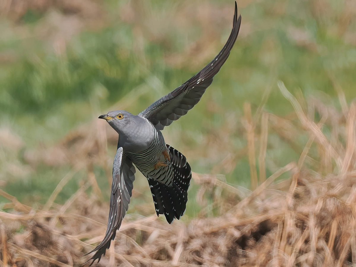 More images of #cuckoo taken on #dartmoor  28/04/2025

#omsystem