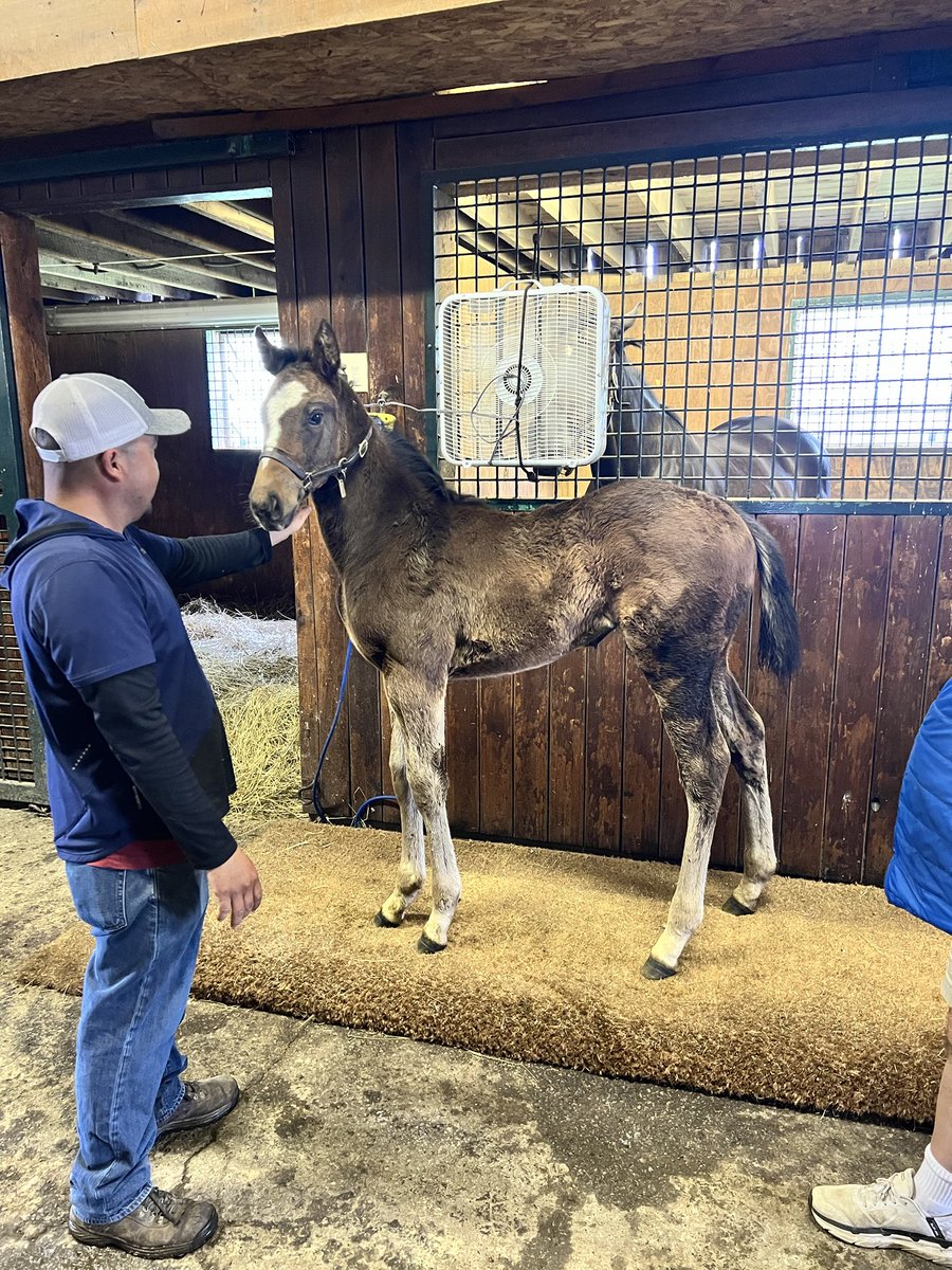 Vincent Colbert (@vincentcolbert) on Twitter photo Full sister to Frizette winner Chocolate Gelato weighing in at 300 lbs.. <a href="/coolmoreamerica/">Coolmore America</a> Full sister to Frizette winner Chocolate Gelato weighing in at 300 lbs.. <a href="/coolmoreamerica/">Coolmore America</a>
