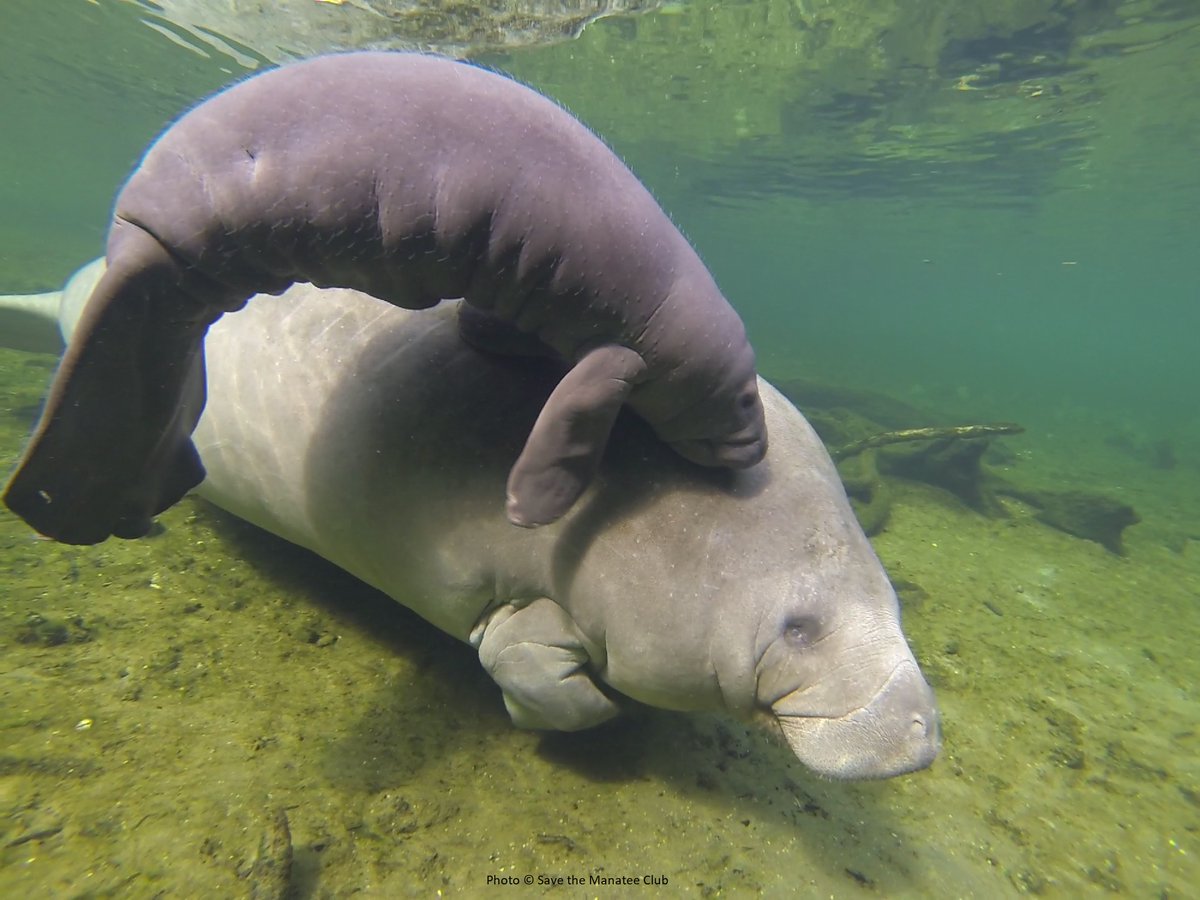 Save the Manatee tweet media