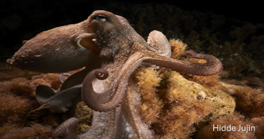 Instituto de Investigacións Mariñas - CSIC (@iim_csic) on Twitter photo 🔎 O CSIC documenta por primeira vez un polbo salvaxe con nove brazos funcionais no seu hábitat natural 🐙 📽️ Cinco meses de seguimento para un caso único no mundo 🌍
📍 IIM-CSIC e <a href="/ieo_baleares/">IEO Baleares 🐟🪸🐙🦐🐬</a>
📰 iim.csic.es/gl/news-events… 🔎 O CSIC documenta por primeira vez un polbo salvaxe con nove brazos funcionais no seu hábitat natural 🐙 📽️ Cinco meses de seguimento para un caso único no mundo 🌍
📍 IIM-CSIC e <a href="/ieo_baleares/">IEO Baleares 🐟🪸🐙🦐🐬</a>
📰 iim.csic.es/gl/news-events…