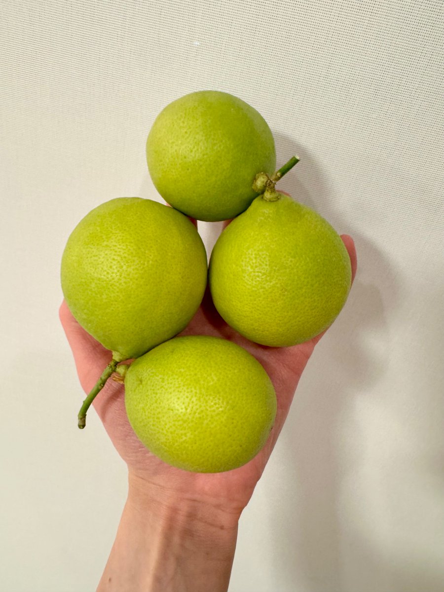 我が家のレモン🍋初収穫した！！

#佐久間レモン収穫記念日