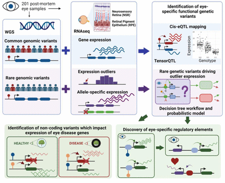 Our latest preprint identifies common and rare genetic variants impacting gene expression in the human retina, identifying hundreds of new eGenes and examples of rare single nucleotide and structural variants driving drastic changes in expression

medrxiv.org/content/10.110…