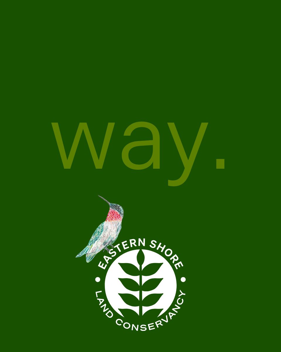 Every spring, ruby-throated hummingbirds fly 1,000 miles from Central America to Maryland to breed, pollinate, and rest in the 67,600+ acres of land that ESLC has helped to protect. Will you support ESLC and help us to conserve even more? eslc.org/a-little-goes-…