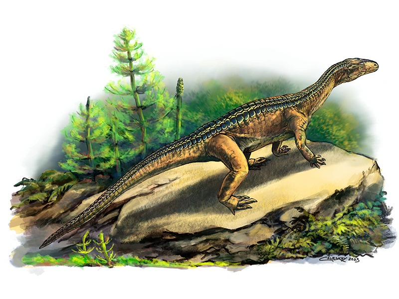 ⚡ 15-minute lightning talks ⚡
Join Drs. Woodward, Cubo &amp; Sena as they share new research on pseudosuchian &amp; archosaur paleobiology and evolution! 🦖

📅 May 5 | 🕛 12 PM ET
🔗 Register: ow.ly/hCbG50VJX7P
#Anatomy26 #anatomy #science #research #education #AAA