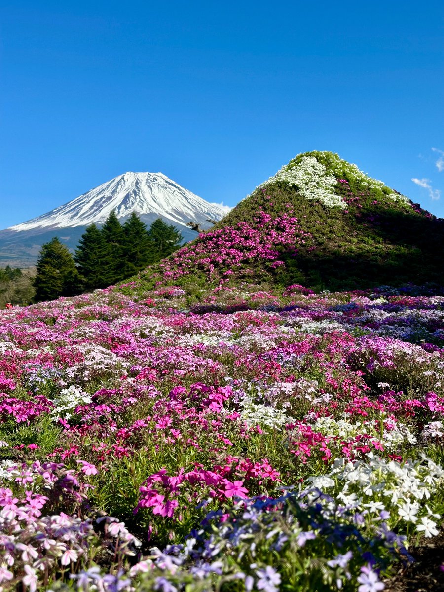 yaegusa's tweet photo. 芝桜(๑╹ω╹๑ ) https://t.co/vwWigiw73y