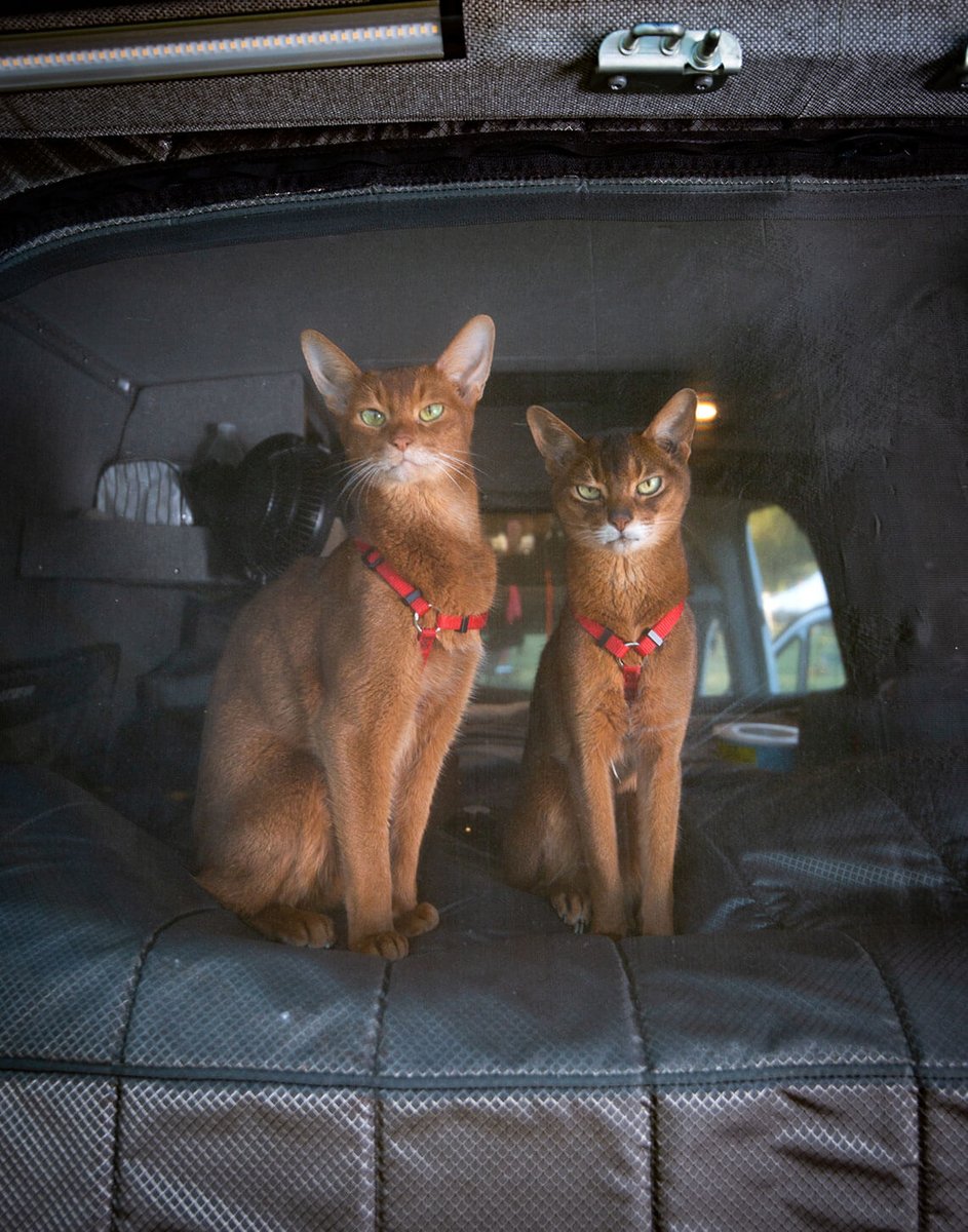 Outsidevan's tweet image. To the pets who jump in the van without hesitation—this day’s for you.
Happy National Pet Day to all our furry Outsiders. 🐶🚐

Start the journey, contact your local Humane Society and adopt an adventure buddy today!
 #VanLifeWithPets #FurryCoPilot