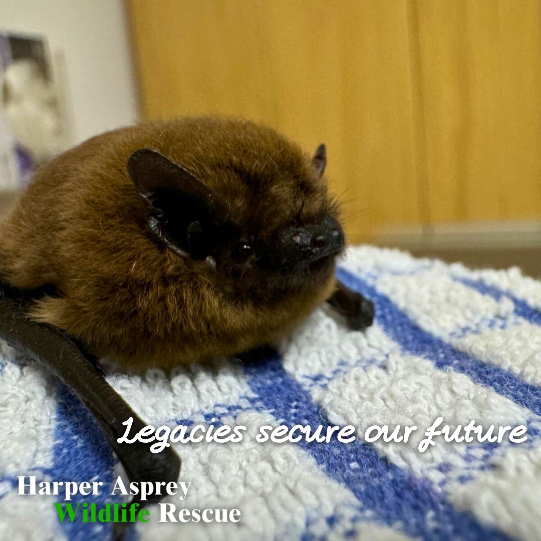 Be a lifeline for wildlife, long into the future. By remembering our wildlife hospital in your will, you’ll help secure emergency treatment and care for wildlife. Your legacy will offer them a second chance. Find out how here: hawr.co.uk/help-us/legacy/