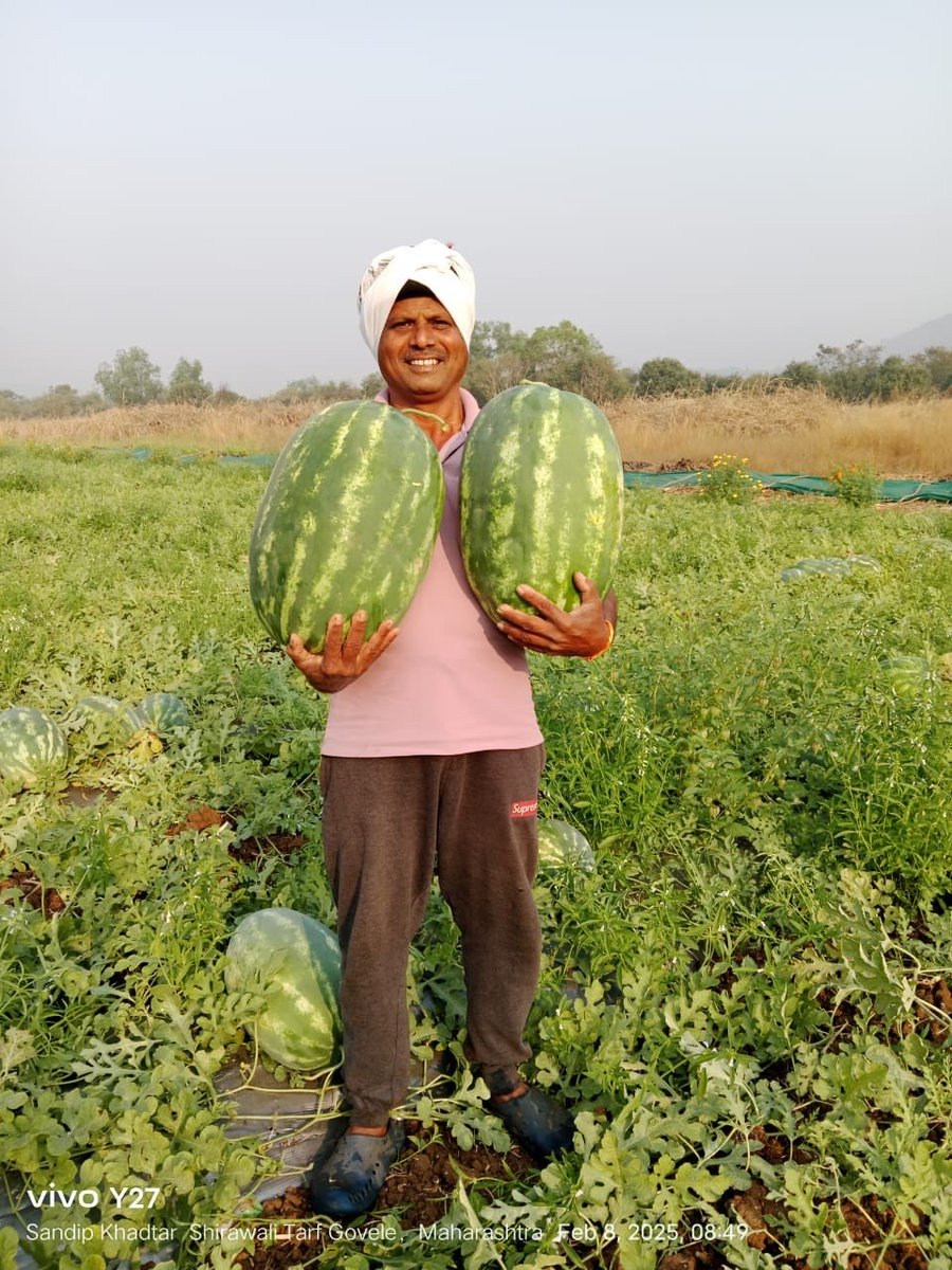 Ronnie Screwvala (@ronniescrewvala) on Twitter photo 👇30 acres -watermelon farming in Cheravali (Maharashtra) in2018-now transformed to 350+acres, yielding 4,500 tons of produce. Farmers earn ₹65K /acre, contributing to a village GDP of ₹2.17 Cr. Reliable irrigation & multi-cropping 🙏 @WeareSwades <a href="/DeutscheBank/">Deutsche Bank</a> #StoriesOfSwades 👇30 acres -watermelon farming in Cheravali (Maharashtra) in2018-now transformed to 350+acres, yielding 4,500 tons of produce. Farmers earn ₹65K /acre, contributing to a village GDP of ₹2.17 Cr. Reliable irrigation & multi-cropping 🙏 @WeareSwades <a href="/DeutscheBank/">Deutsche Bank</a> #StoriesOfSwades