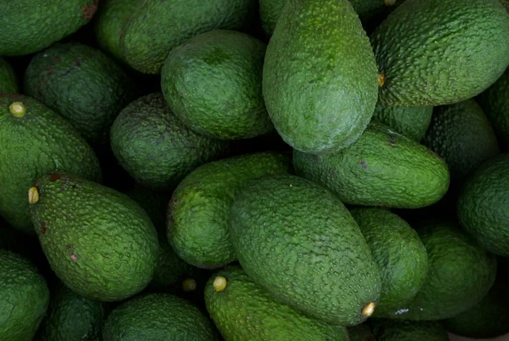 jorgekurrle's tweet image. Se realizará una #capacitación #gratuita sobre cultivo de palta en #San #Vicente 

Con el objetivo de seguir consolidando oportunidades productivas en la región, el Ministerio del Agro y la Producción de Misiones, junto a la Municipalidad de San Vicente, realizará la Jornada