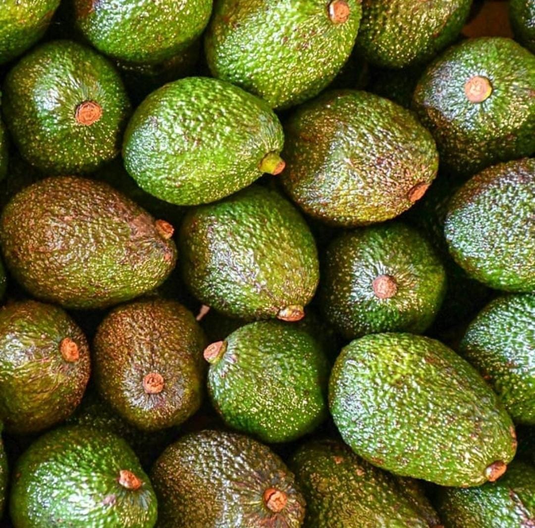 jorgekurrle's tweet image. Se realizará una #capacitación #gratuita sobre cultivo de palta en #San #Vicente 

Con el objetivo de seguir consolidando oportunidades productivas en la región, el Ministerio del Agro y la Producción de Misiones, junto a la Municipalidad de San Vicente, realizará la Jornada