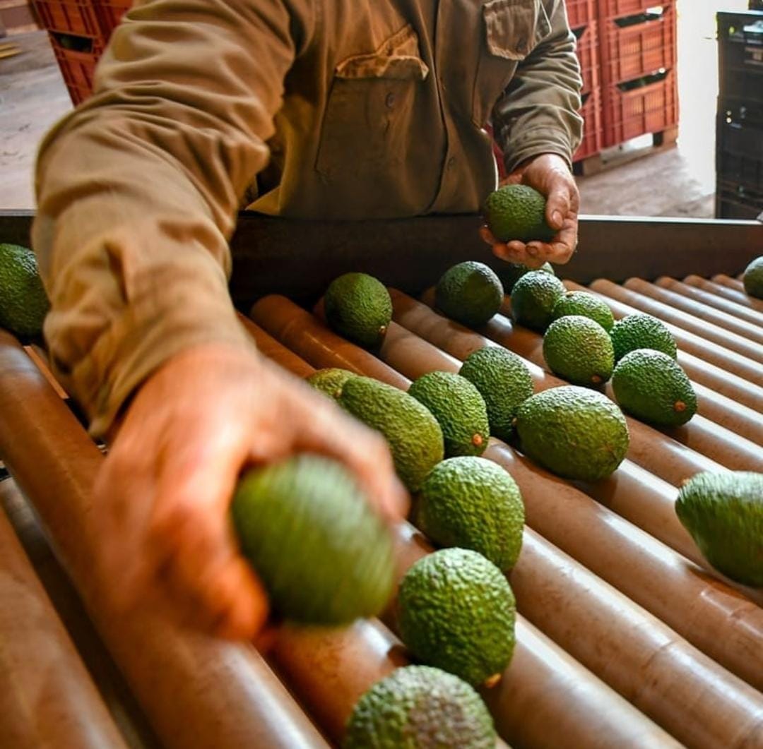 jorgekurrle's tweet image. Se realizará una #capacitación #gratuita sobre cultivo de palta en #San #Vicente 

Con el objetivo de seguir consolidando oportunidades productivas en la región, el Ministerio del Agro y la Producción de Misiones, junto a la Municipalidad de San Vicente, realizará la Jornada