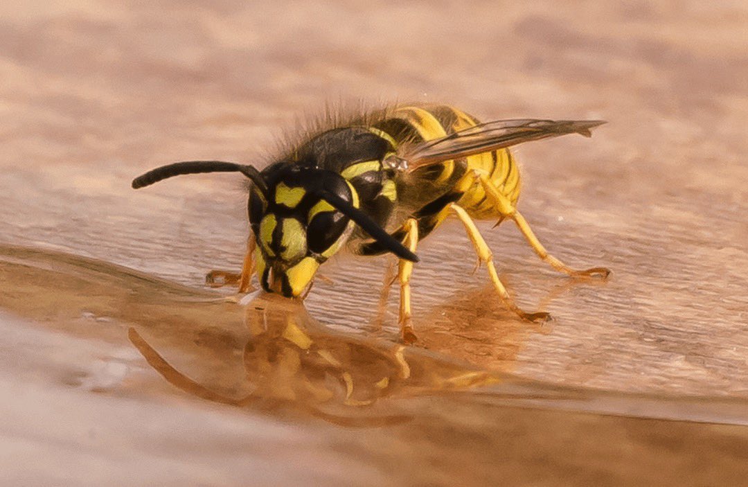 We have the bee movie starring Mr Seinfeld who would star in the WASP movie?!