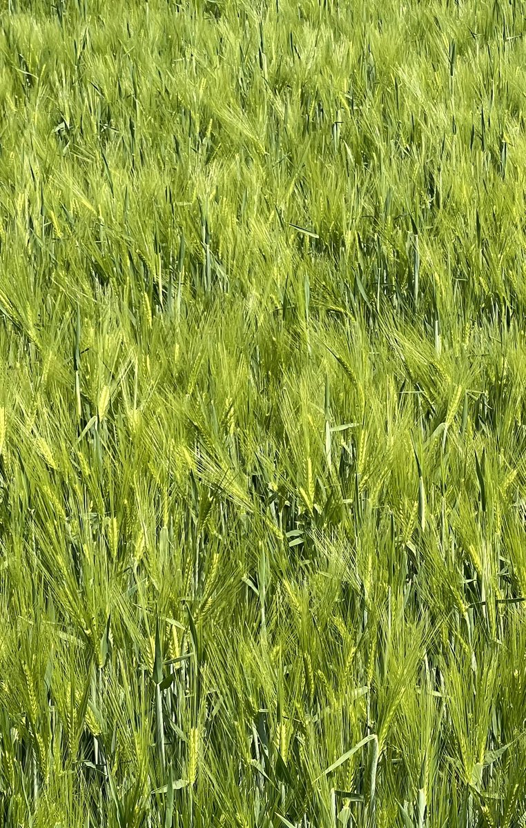 It’s going to be an early harvest! Winter Barley fully in ear in West Norfolk ( with a bit of wheat admix!).