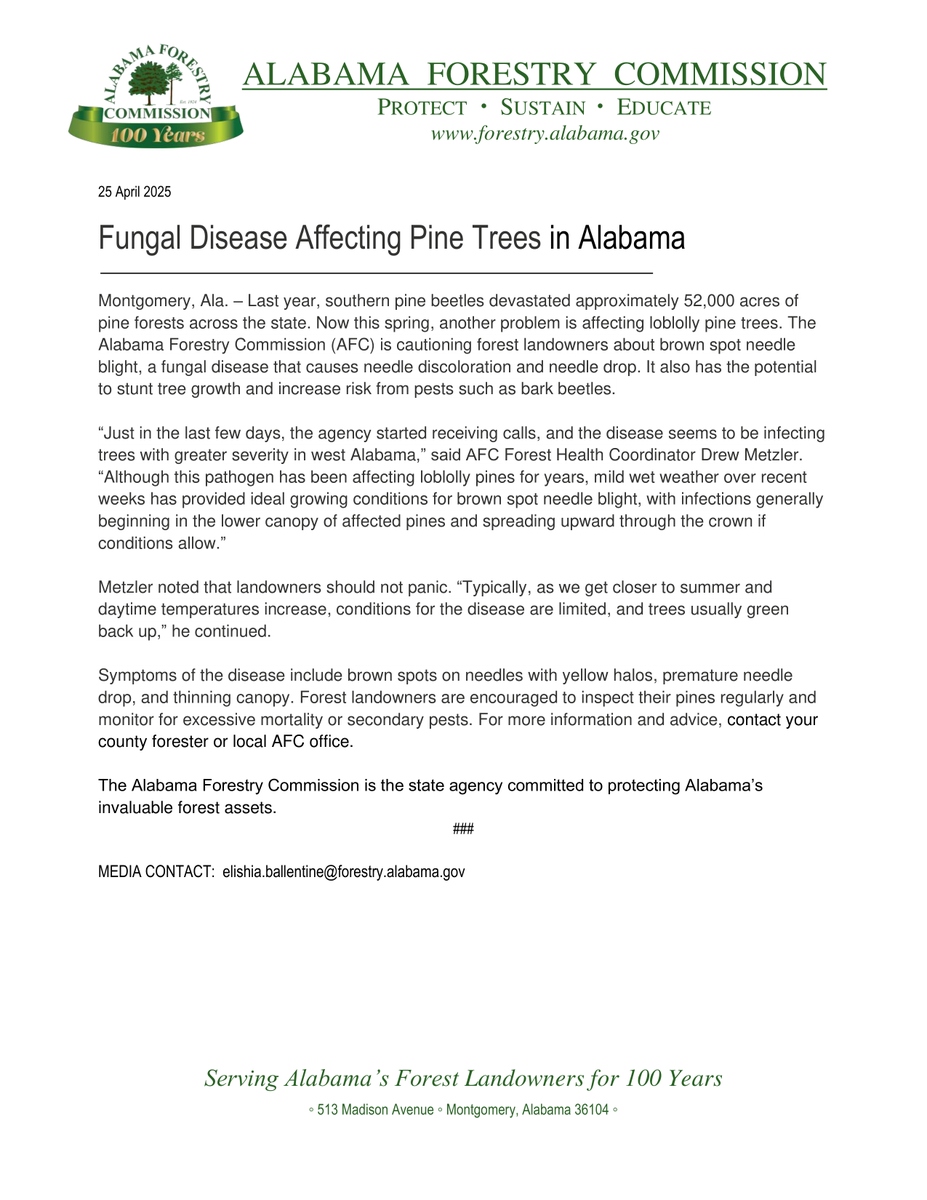 ALForestryComm's tweet image. Fungal Disease Affecting Pine Trees in Alabama