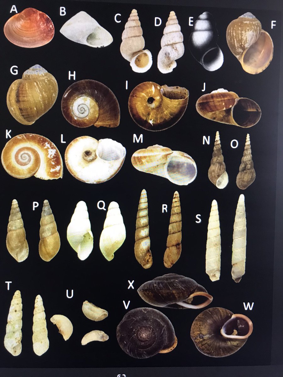 Carlos Lasso tweet media