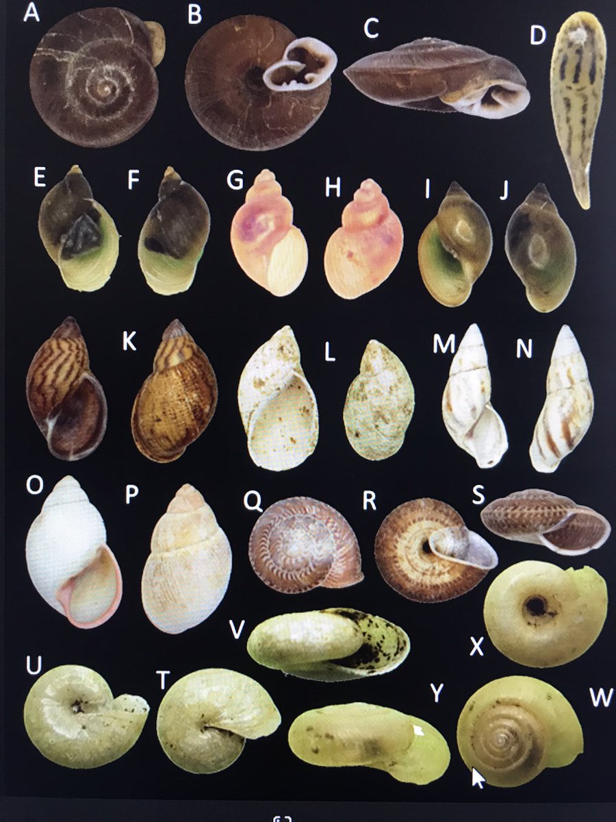 Carlos Lasso tweet media