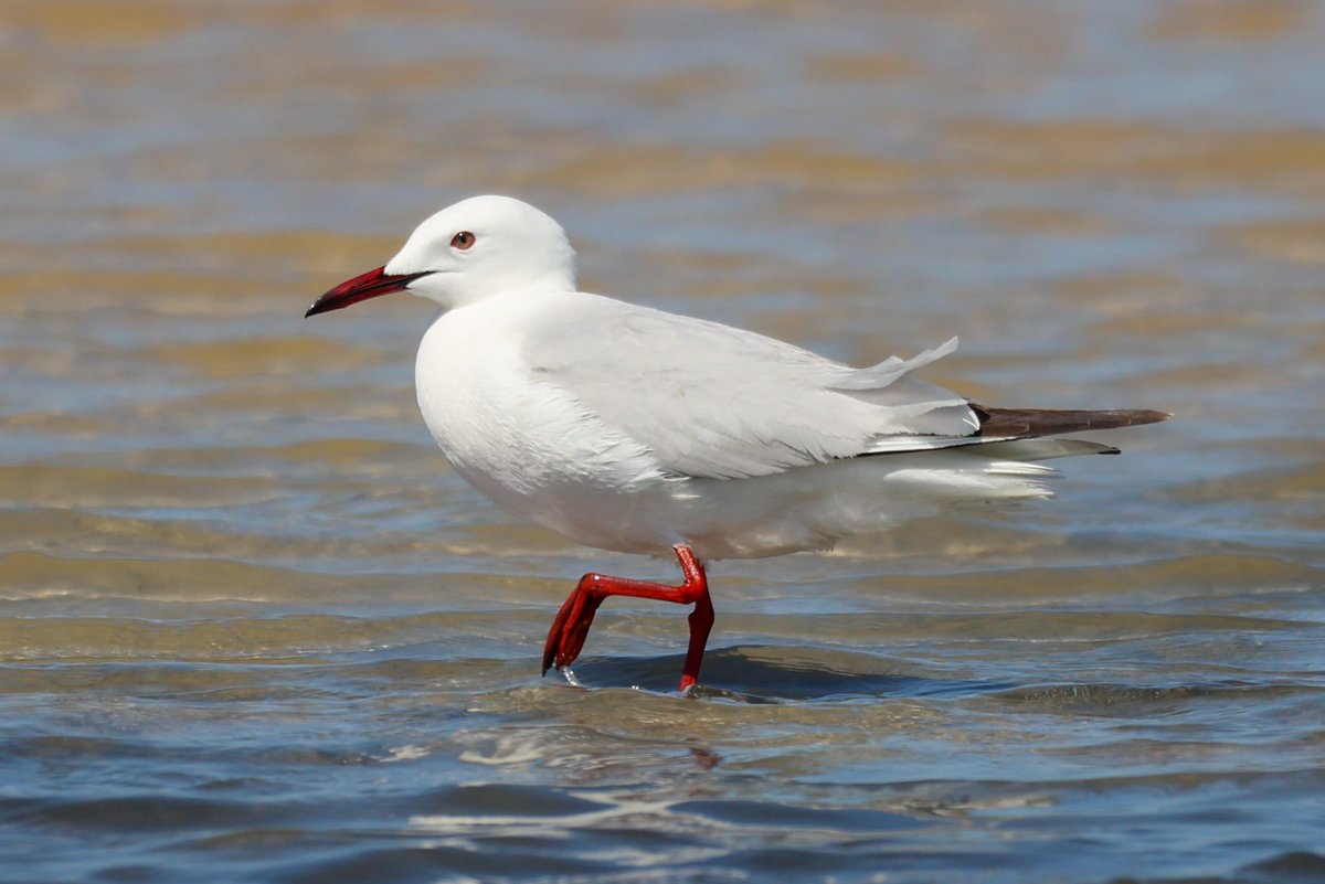 jamiesample99's tweet image. Some great birding at Ladies Mile yesterday morning, with 2 Red Necked Phalarope, 4 Slender Billed Gull, a Broad Billed Sandpiper, and lots of full summer plumaged Curlew Sandpiper and Little Stint #Cyprusbirds @birdsaroundcy