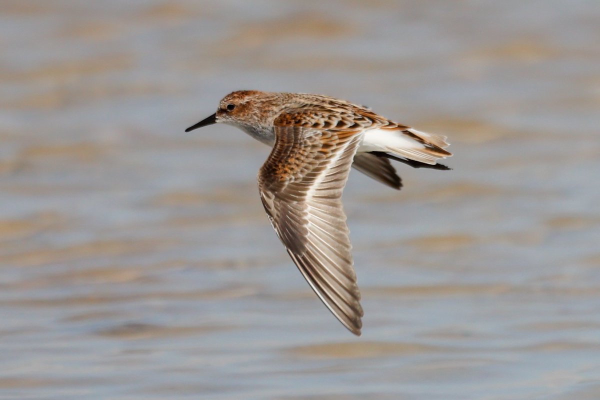 Jamie Sample (@jamiesample99) on Twitter photo Some great birding at Ladies Mile yesterday morning, with 2 Red Necked Phalarope, 4 Slender Billed Gull, a Broad Billed Sandpiper, and lots of full summer plumaged Curlew Sandpiper and Little Stint #Cyprusbirds <a href="/birdsaroundcy/">BirdsAroundCyprus</a> Some great birding at Ladies Mile yesterday morning, with 2 Red Necked Phalarope, 4 Slender Billed Gull, a Broad Billed Sandpiper, and lots of full summer plumaged Curlew Sandpiper and Little Stint #Cyprusbirds <a href="/birdsaroundcy/">BirdsAroundCyprus</a>
