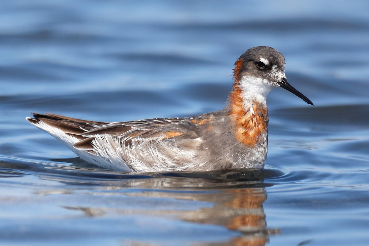 jamiesample99's tweet image. Some great birding at Ladies Mile yesterday morning, with 2 Red Necked Phalarope, 4 Slender Billed Gull, a Broad Billed Sandpiper, and lots of full summer plumaged Curlew Sandpiper and Little Stint #Cyprusbirds @birdsaroundcy