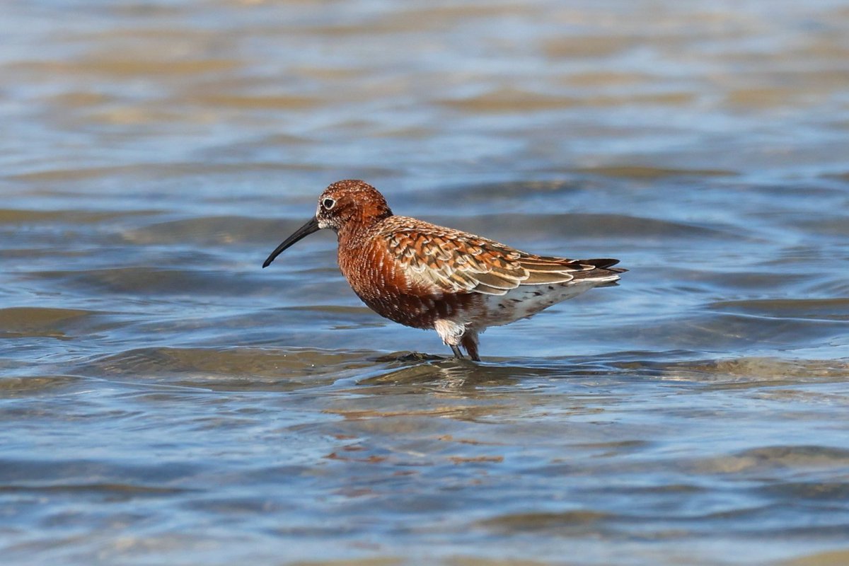 jamiesample99's tweet image. Some great birding at Ladies Mile yesterday morning, with 2 Red Necked Phalarope, 4 Slender Billed Gull, a Broad Billed Sandpiper, and lots of full summer plumaged Curlew Sandpiper and Little Stint #Cyprusbirds @birdsaroundcy