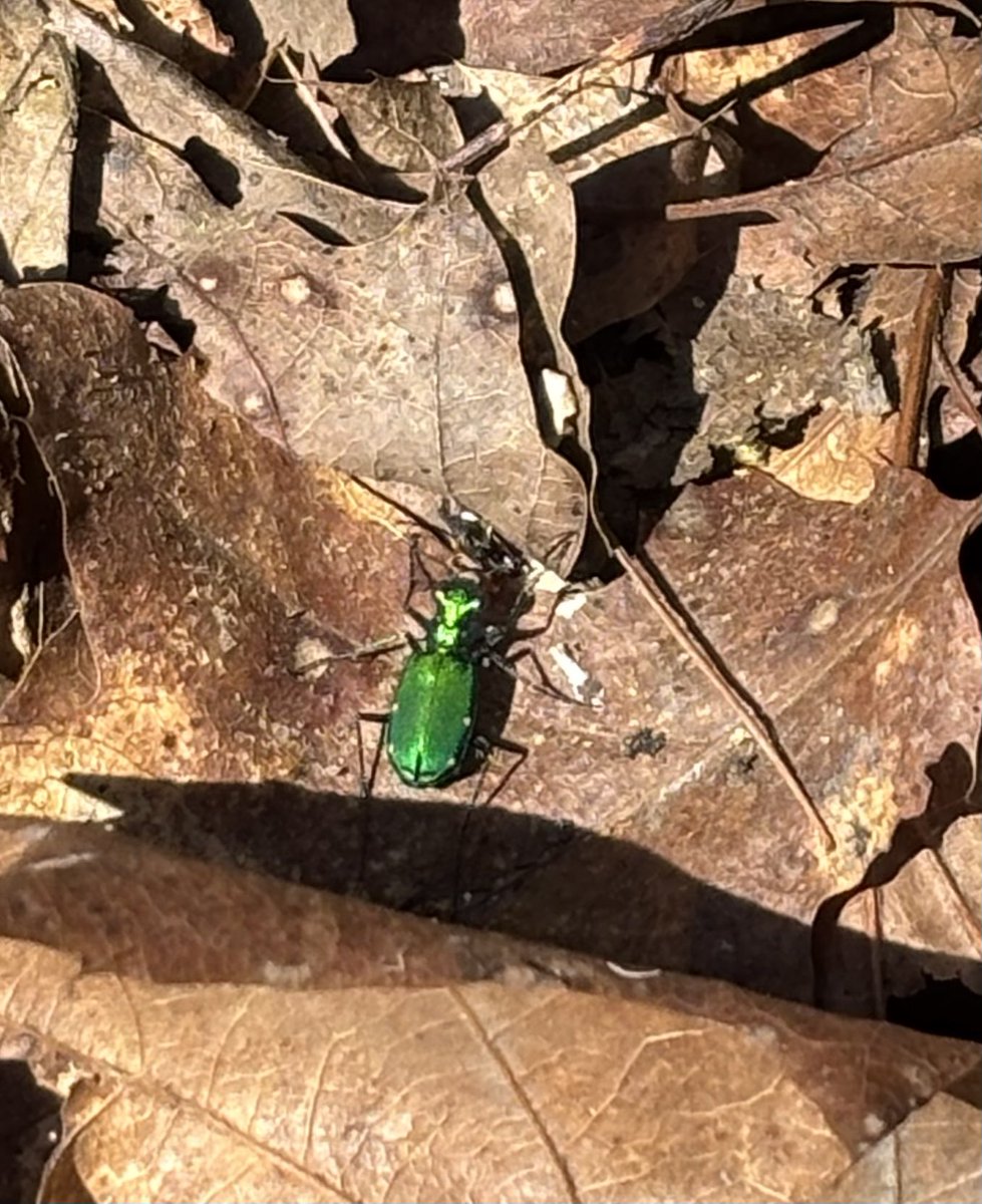 When I #encounter poetry
I know it’s so because I cease to seek
anything #additional, I see
everything that fleets
stays eternity, 
reminding I’ve no need to grieve
poems ending, there will always be
more to see, more poetry for me
to write &amp; read.
#vsspoem
#vss365
#poem
#poetry