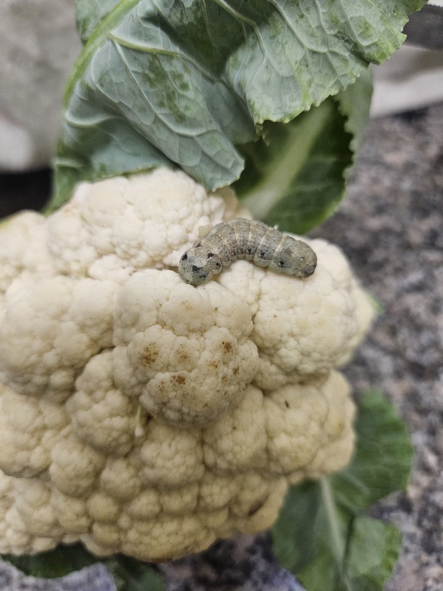 VsRathore10's tweet photo. Order the vegetable from @SwiggyInstamart greater noida and see what i get. They sell items at a higher price, taking platform fees and gst for this kind of product. Really pathetic @BandBajaateRaho @fssaiindia @nch1915 #swiggyinstamart #foodsafety #IPL2025 https://t.co/WJqg41TOuQ