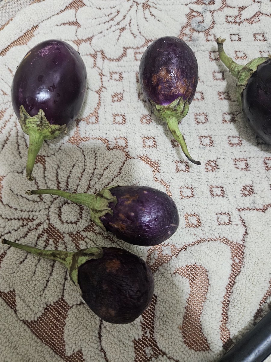 VsRathore10's tweet photo. Order the vegetable from @SwiggyInstamart greater noida and see what i get. They sell items at a higher price, taking platform fees and gst for this kind of product. Really pathetic @BandBajaateRaho @fssaiindia @nch1915 #swiggyinstamart #foodsafety #IPL2025 https://t.co/WJqg41TOuQ