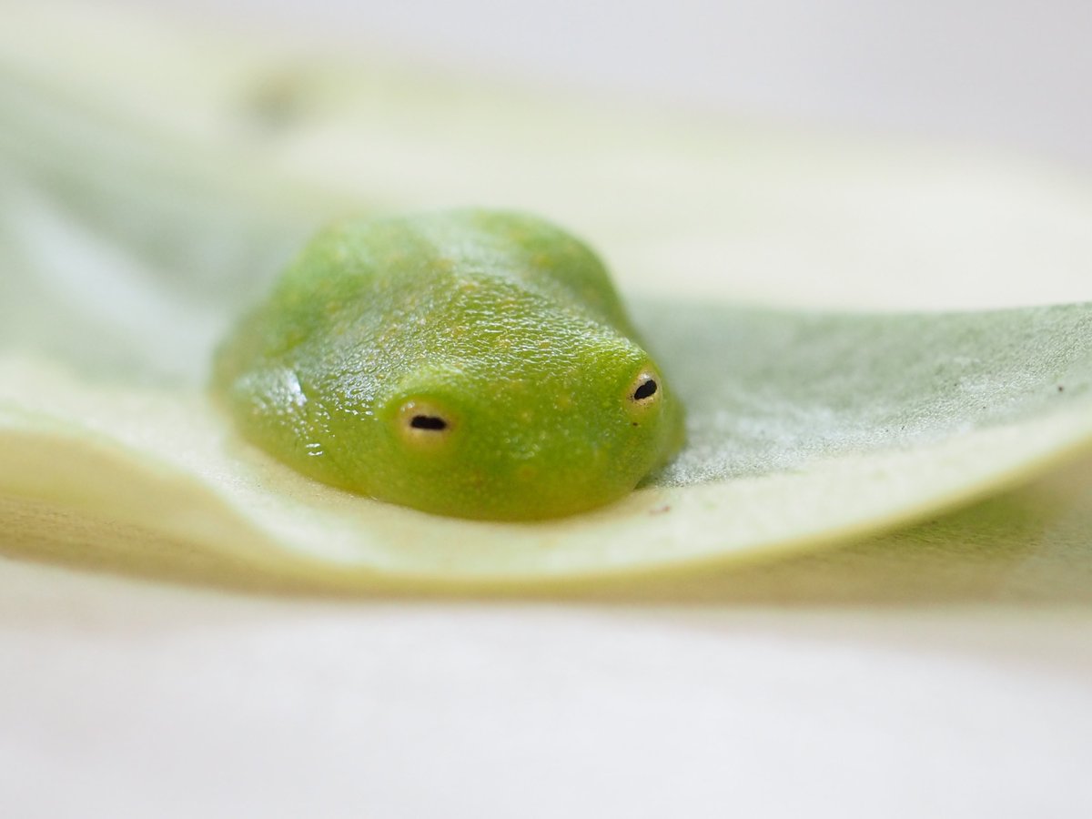 faewings's tweet photo. sleepy glass frog ᶻ 𝗓 𐰁 https://t.co/rXehX8j0Mk