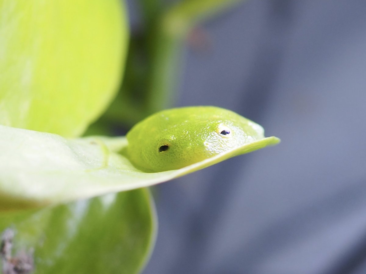 faewings's tweet photo. sleepy glass frog ᶻ 𝗓 𐰁 https://t.co/rXehX8j0Mk