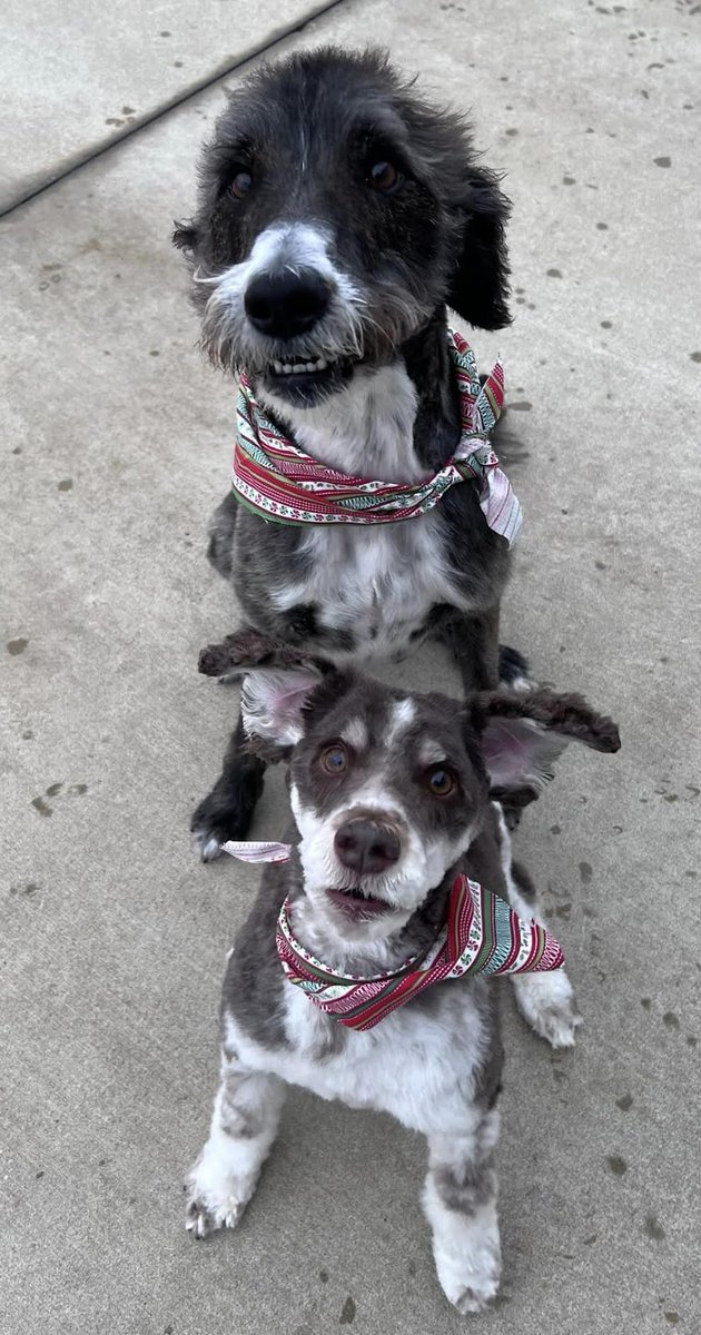 Island__Dee's tweet image. Ollie the #Labradoodle, adopted from Peoria Illinois.  Jammie the #Schnoodle, adopted from Montrose Colorado.  Every day, our lives are filled with so much joy (and goofy laughter) thanks to our #RescuePups!!